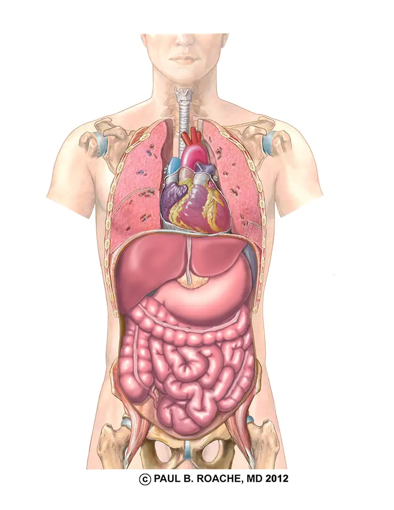 Core Muscles Anatomy - Abdominal Core | Jason Crandell Vinyasa Yoga Method 