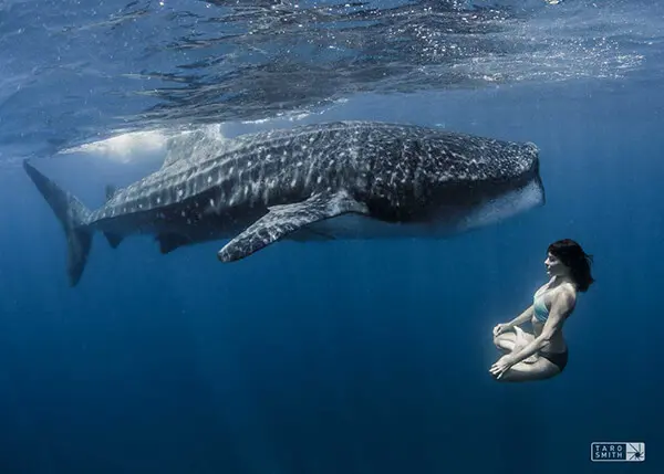 Amy Ippoliti in Lotus with a whale shark