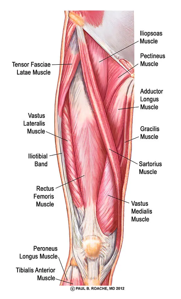 Hip Flexors: Rectus Femoris Muscle | Anterior Hip Anatomy musles