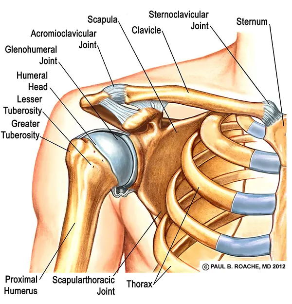 Front of the Shoulder Joint