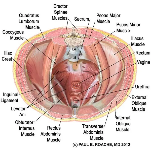 Core Muscles Anatomy -Pelvic Floor | Jason Crandell Vinyasa Yoga Method 