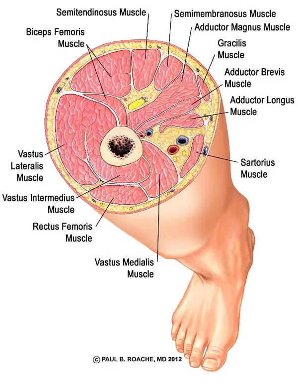 Yoga Anatomy Core - Cross Section of the Thigh | Jason Crandell Vinyasa Yoga Method
