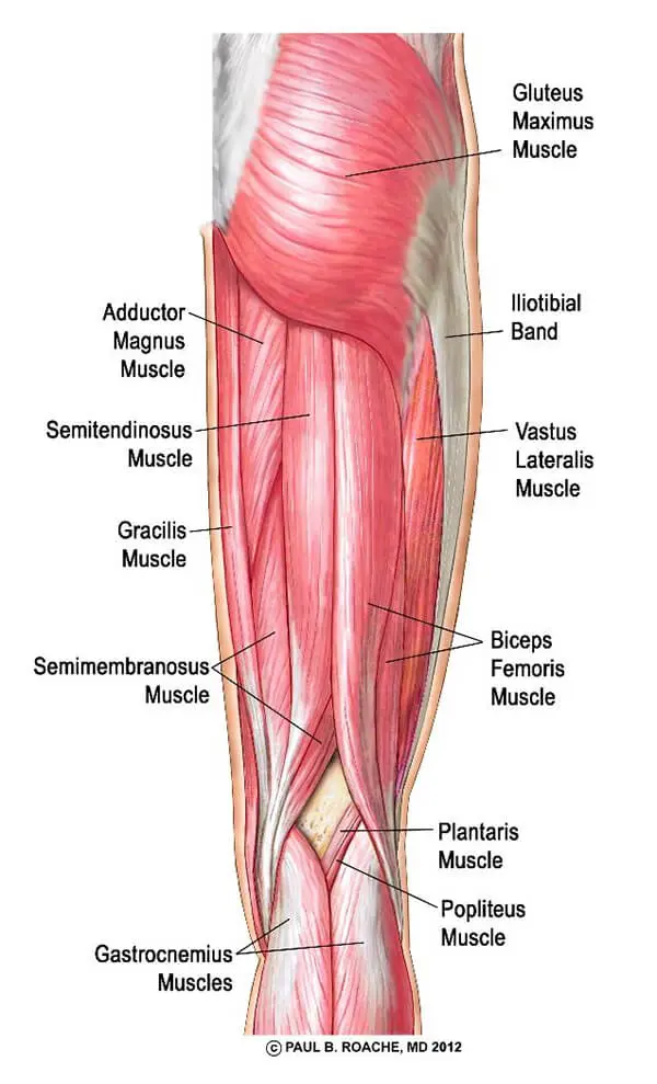 Yoga Anatomy Core - Hamstrings | Jason Crandell Vinyasa Yoga Method