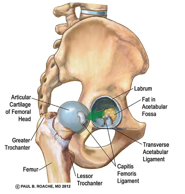 Center of Hip Joint | Hip Anatomy Yoga | Understanding the Hips for Yoga | Jason Crandell Yoga Method