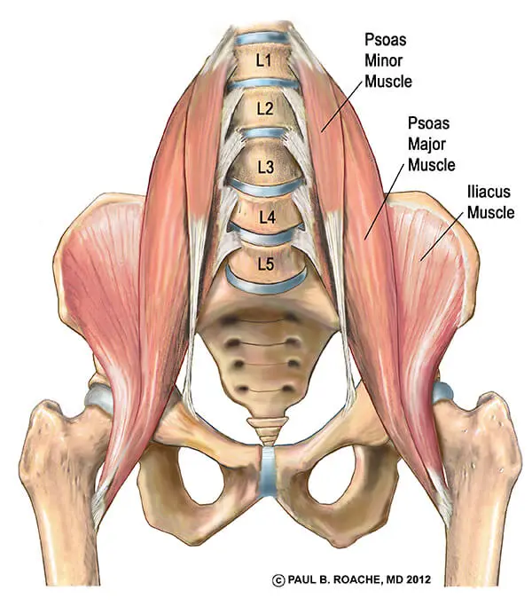 Understand Hip Anatomy Muscles for Yoga