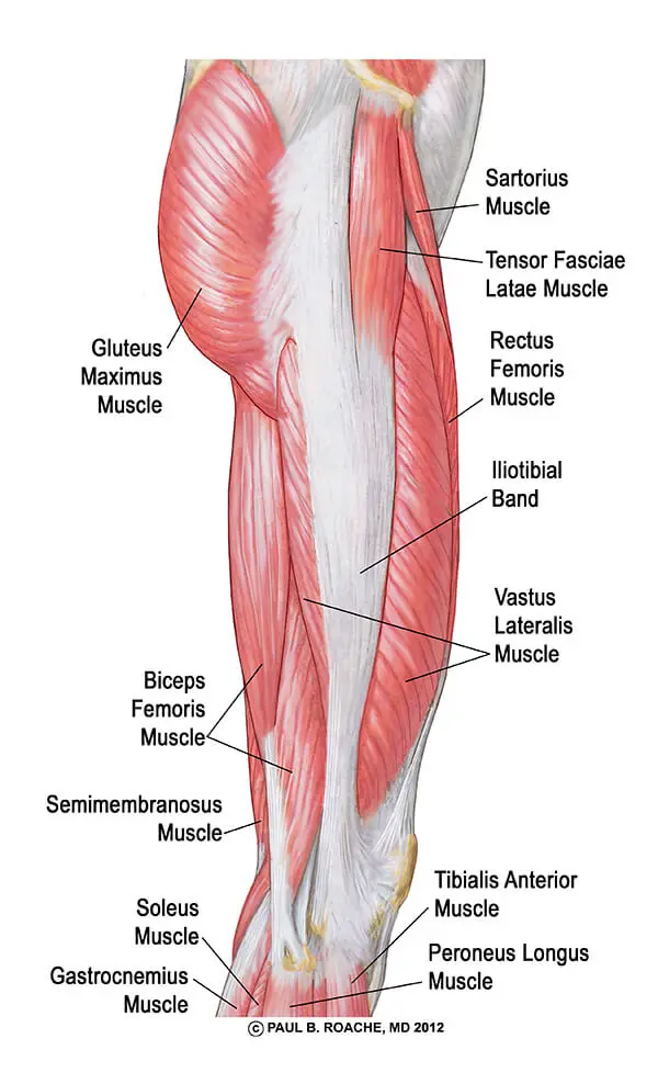 lateral thigh muscles | Understanding the Hip Anatomy Muscles for Yoga | Jason Crandell Yoga Method
