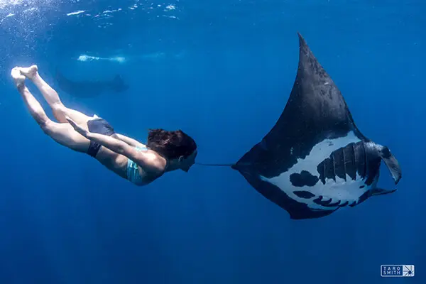 Amy Ippoliti swimming with a manta ray