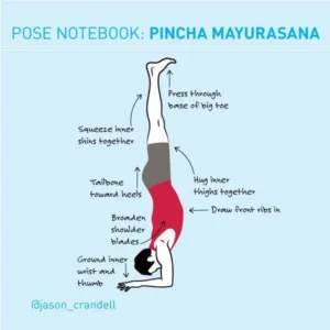 Pincha Mayurasana