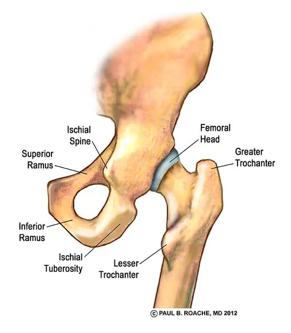 Back of Your Hip Joint | Hip Anatomy Yoga | Understanding the Hips for Yoga | Jason Crandell Yoga Method
