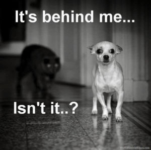 Scary cat meme
